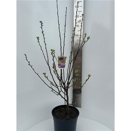Malus Evereste
