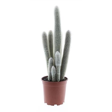Austrocephalocereus Dybowskii Xxl