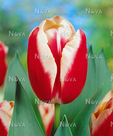 Тюльпан триумф Лин Ван Дер Марк | Оптовая цветочная компания «Флора Групп» Тюльпан триумф Лин Ван Дер Марк