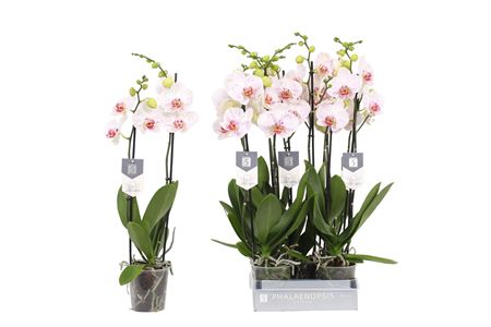 Phal 2st Goya 18+ (by-5)
