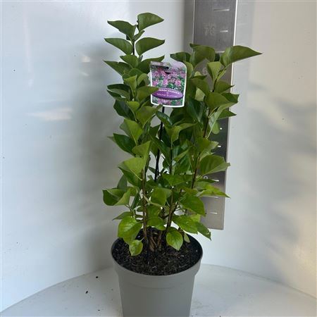 Syringa Vulg Michel Buchner