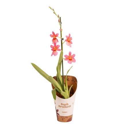 Cambria 1st Nelly Isler Pink