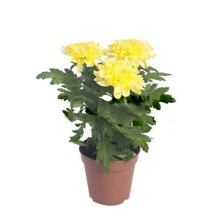 Хризантема зембла жёлтая