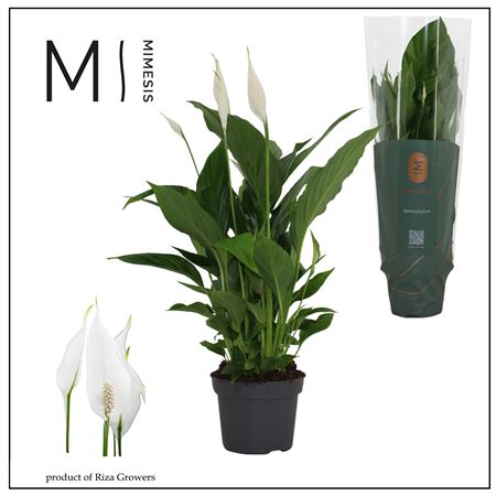 Spath Strauss 3+ (mimesis)