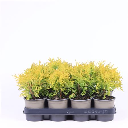 Thuja Occ Golden Globe