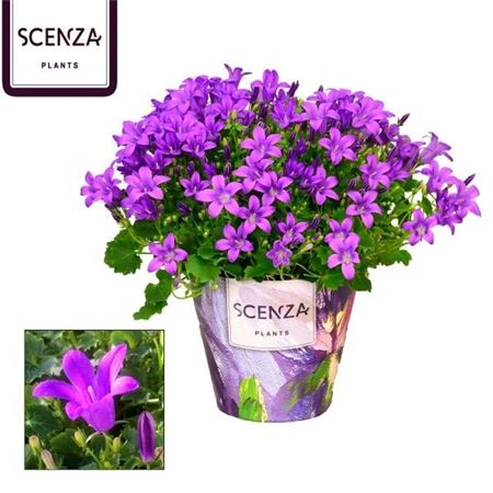 Campanula Porto Longlife (scenza)
