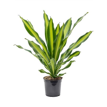 Drac Fragrans Burley