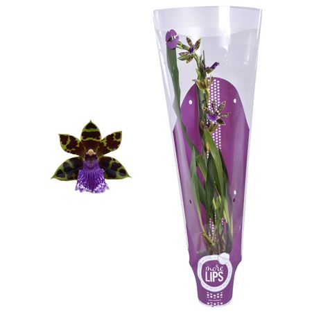 Zygopetalum 1st 5+ (morelips)