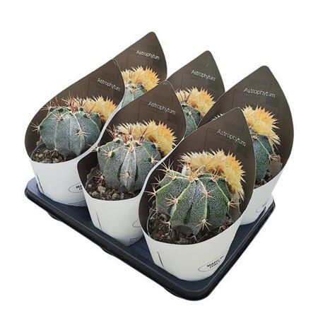 Astrophytum Ornatum With Potcover