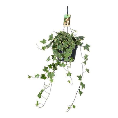Hedera Helix Varigated Hangpot