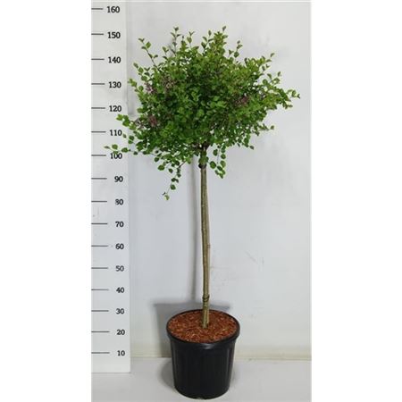 Syringa Meyeri Palibin On Stem