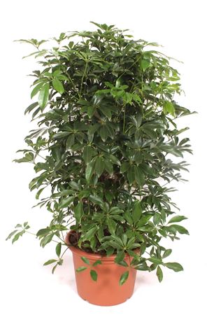 Schefflera Compacta Bush