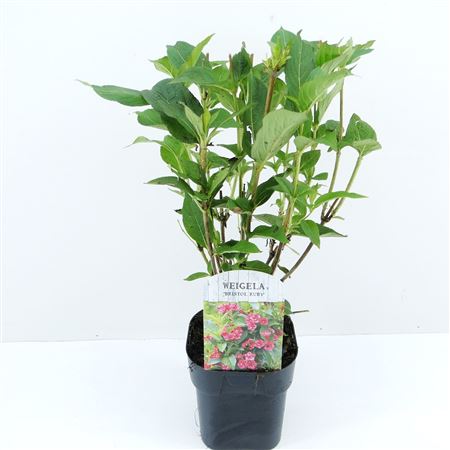 Weigela Bristol Ruby