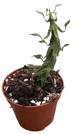Ceropegia Simoneae