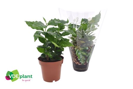 Coffea Arabica Cover