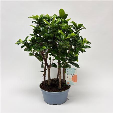Ficus Microcarpa Forest Teeltpot