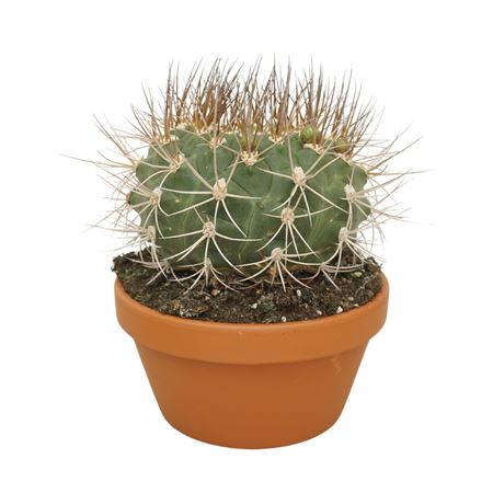 Gymnocalycium Saglione 20 Cm