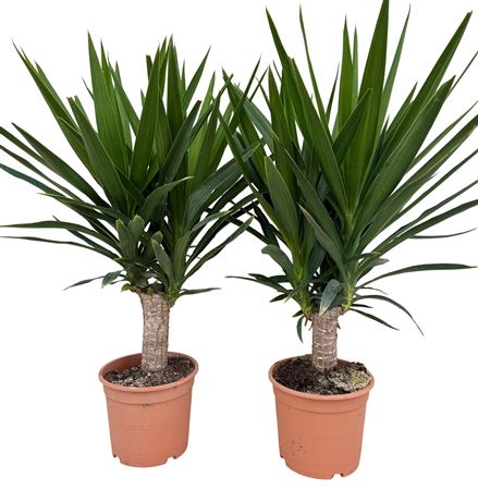 Yucca On Stem Big Head