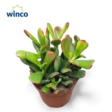 Crassula Hobbit-sunset