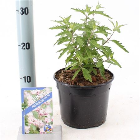 Caryopteris Pink Perfection