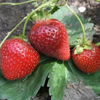Земляника Кантус