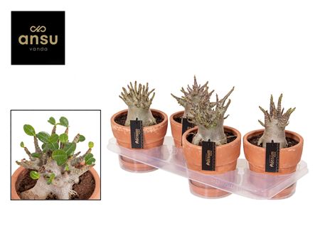 Adenium Ansu Baobab In Terra Pot