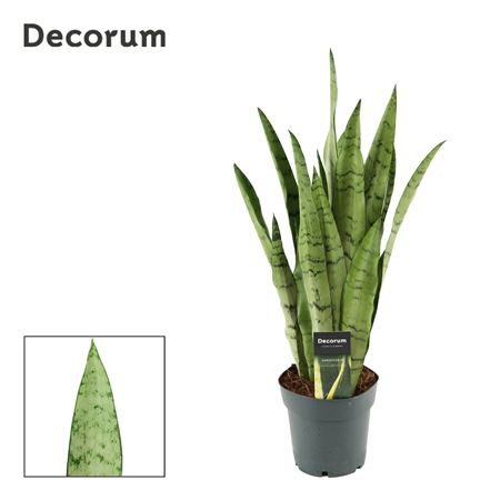 Sansevieria Peppermint (decorum)