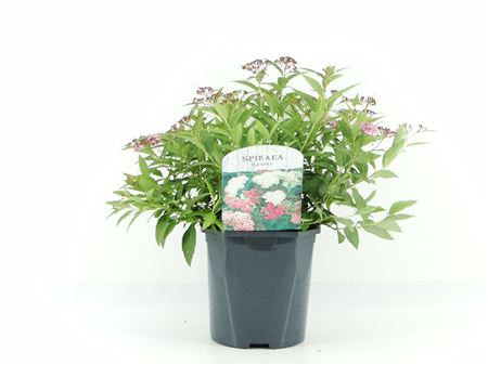 Spiraea Jap Genpei