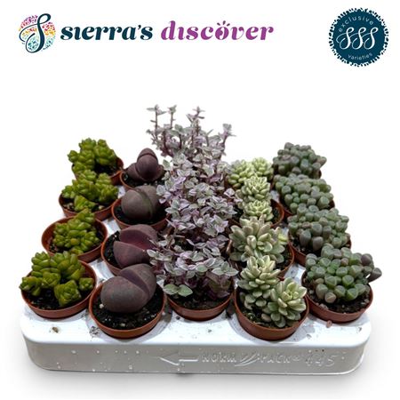 Discover® - Barcelona Succulents Mix (exclusive)