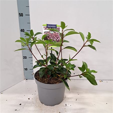 Kalmia Lat Sterntaler
