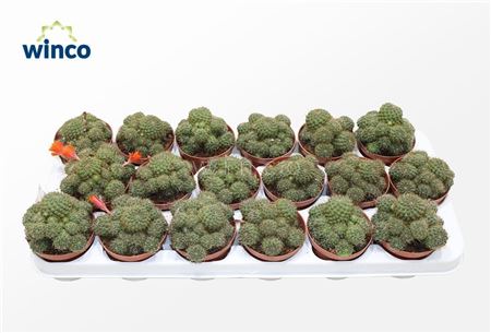 Rebutia Nitida