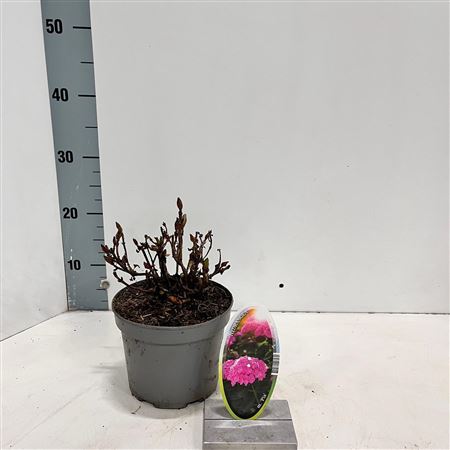 Hydrangea Ma Pia
