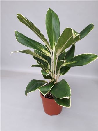 Aglaonema White Lime.
