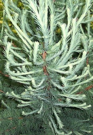 Лиственница американская Тарадант штамб