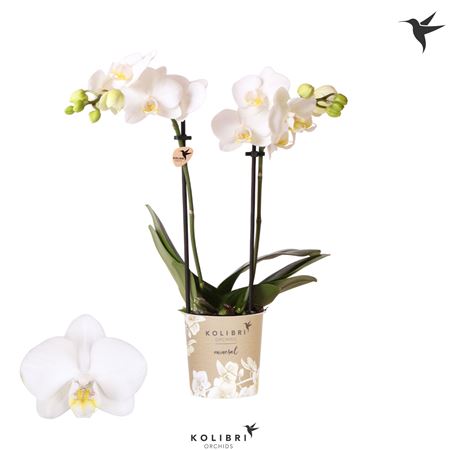 Phal 2st Alaska 40+ (ok)