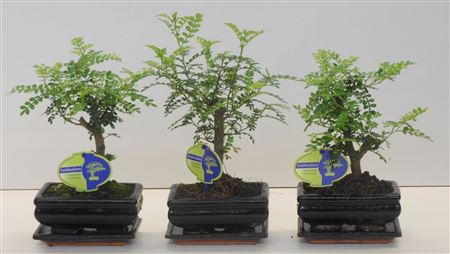 Zanthoxylum Piperitum, 15cm., Broom, With D