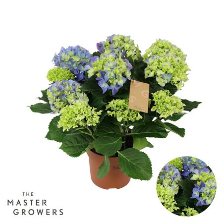 Hydrangea Ma Blue 9+