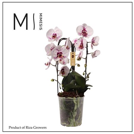 Phal 3st Crown White Special 24+ (mimesis)