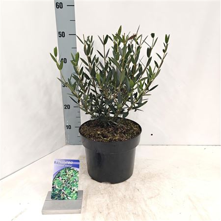 Phillyrea Angustifolia Green Up