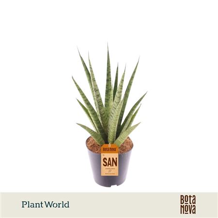 Sansevieria 'trifciata' Pineapple