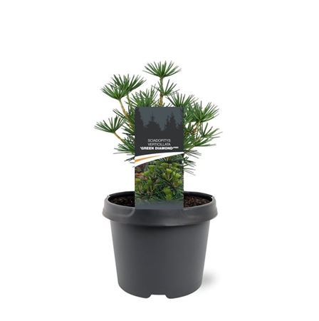 Sciadopitys Verticillata Green Diamond