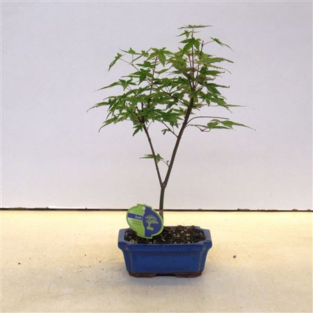 Acer Palmatum Beni-maiko, With Drip