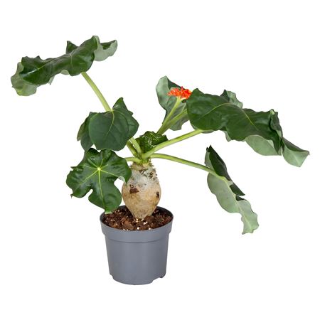 Jatropha Podagrica Orange