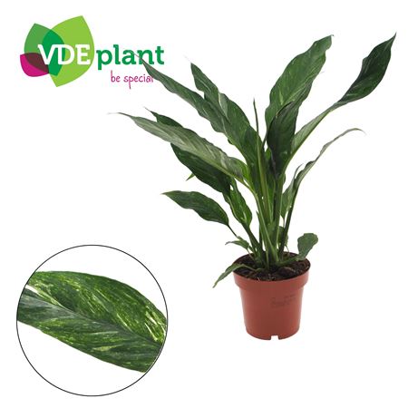 Spath Diamond Variegated No Flowers