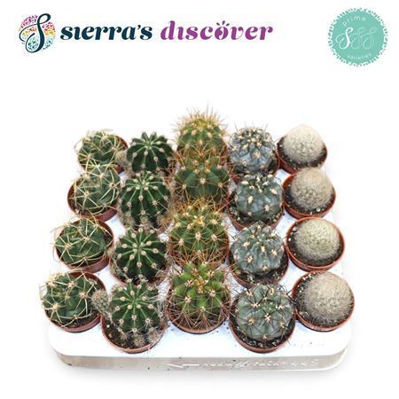 Cactus Granda Mix