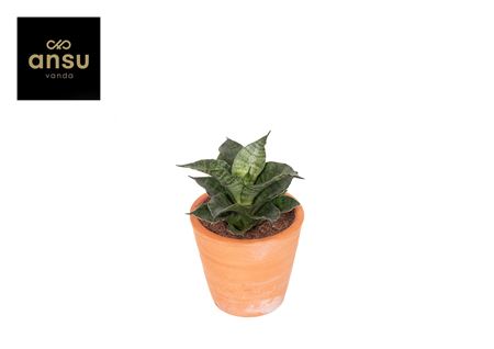 Sansevieria Star Mini Marble No. 1 Terracotta