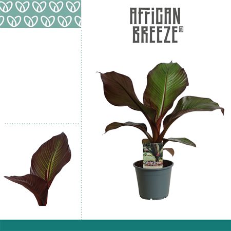 Ensete Maurelli Red Banana