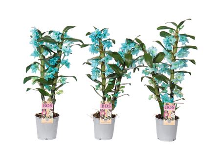 Dendr Nob 2st Painted Ocean Blue (inject)
