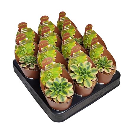 Aeonium Floresens Collection With Potcover