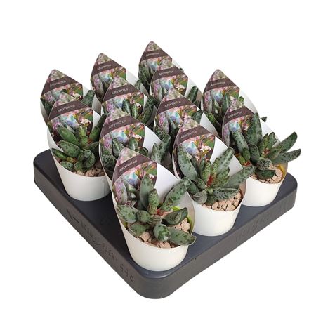 Adromischus Festivus Potcover